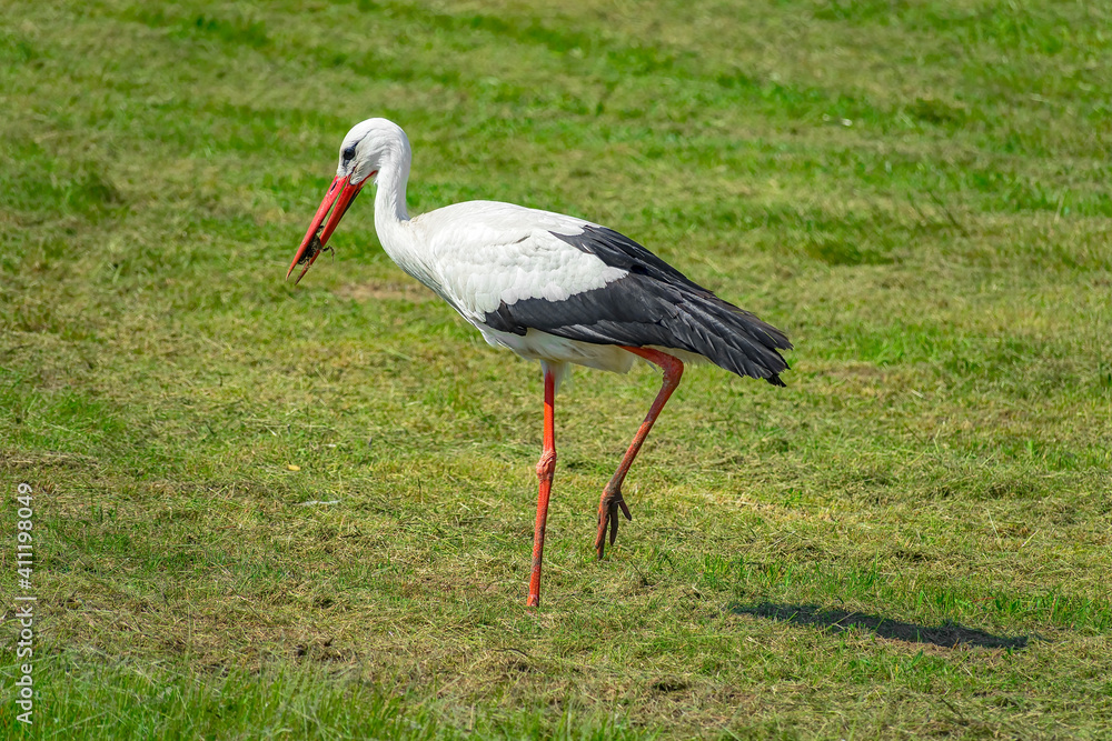 Fototapeta premium Storch ( Adebar ) auf der Wiese im Ostseebad Kühlungsborn