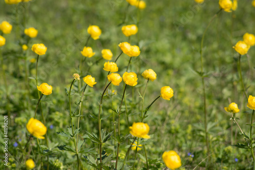 Tróllius, Ranunculaceae, Tróllius europaéus, kupavka, flower, summer, lake, forest, yellow flowering, Botanical illustration, kupava, kupavnitsa, kolupalenki, frying, lights, Siberian rose