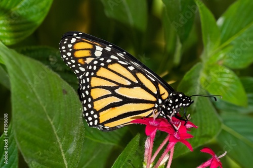 Monarch butterfly, orange butterfly with black stripes on the flower, selective focus © Carlos