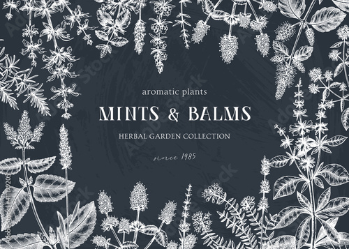 Mints on chalkboard. Hand sketched mint plants banner. Vintage herbs, leaves, flowers hand drawings background. 