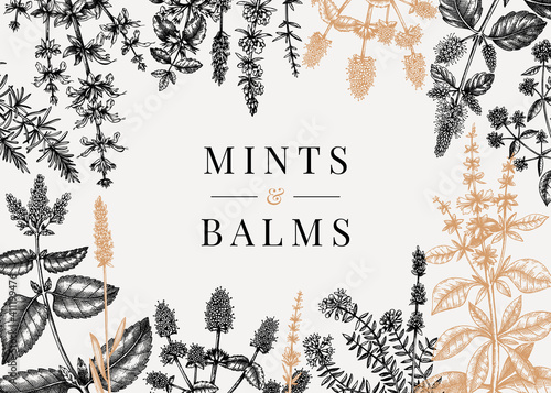Hand sketched  mints banner. Mints plants design. Vintage herbs, leaves, flowers hand drawings background. 