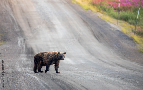 Grizzlybär auf dem Dempster Highway photo