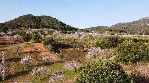 Almond trees blooming in Mallorca. Country landscape. 