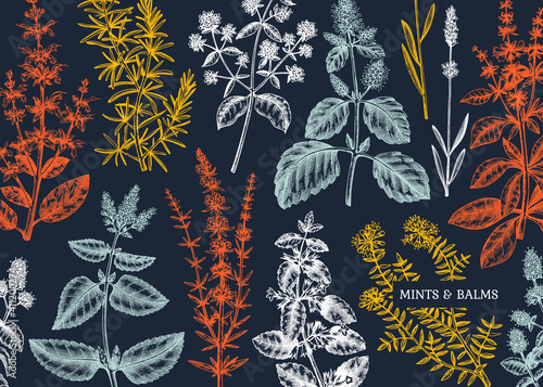 Mint plants design. Hand sketched mints background. Vintage herbs, leaves, flowers hand drawings design. Perfect for recipe, menu, label, packaging. 