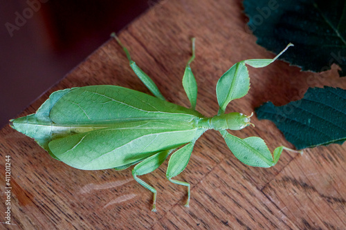 a large adult female green walking leaf from abov, Latin Phyllium Phylliidae photo