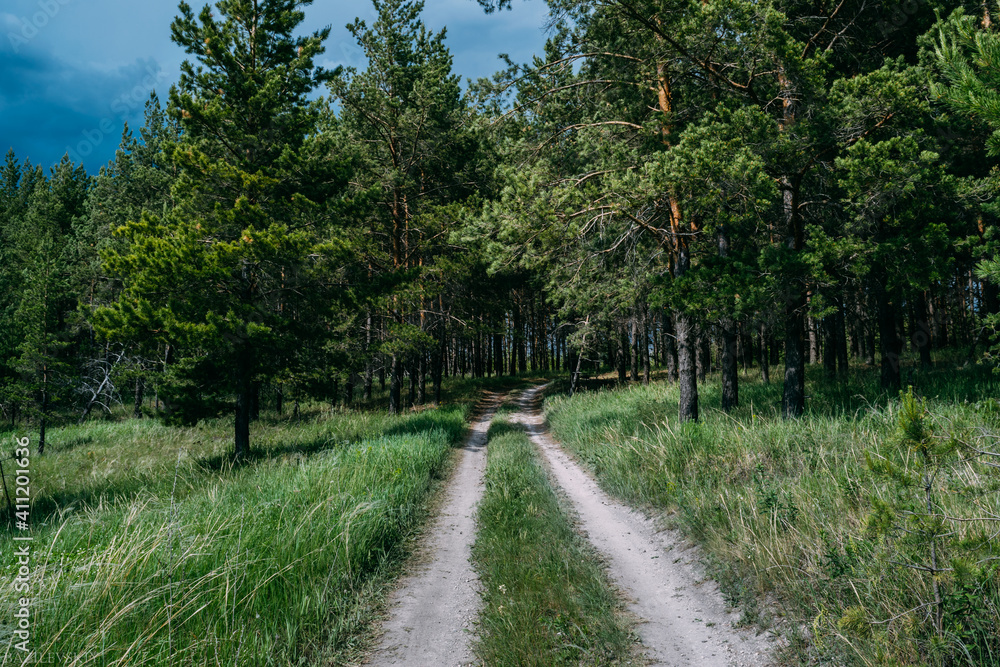 road in the woods road in the woods