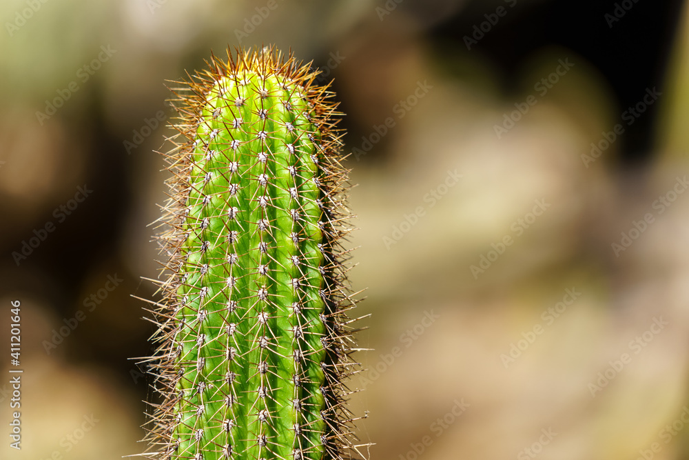 Obraz premium cactus in a botanical garden on the island of Gran Canaria. Close up photo with unfocused background. Spain