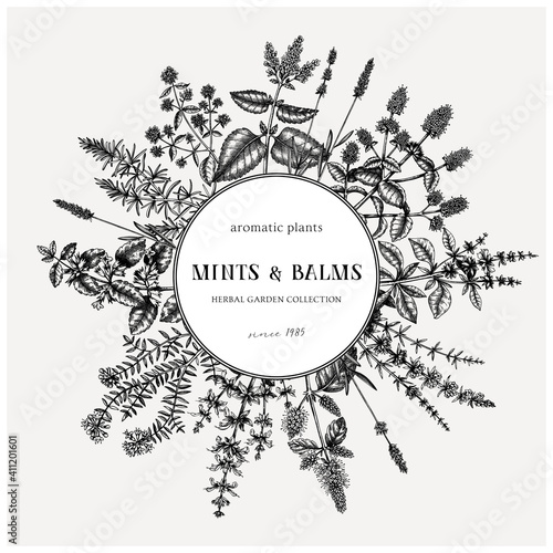 Mint  plants wreath. Summer herbs retro design. Hand sketched aromatic and medicinal herbs background. Herbal tea ingredients. 