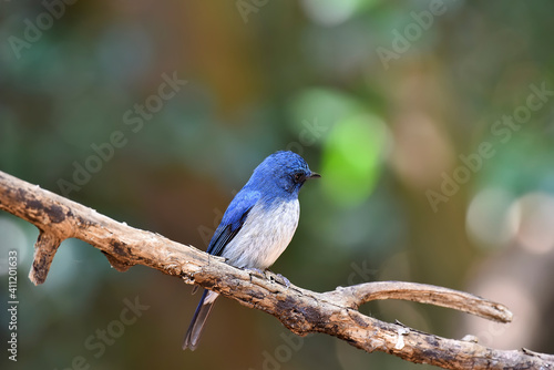 Hainan Blue Flycatcher at the national public park in Thailand