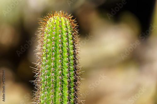 cactus in a botanical garden on the island of Gran Canaria. Close up photo with unfocused background. Spain