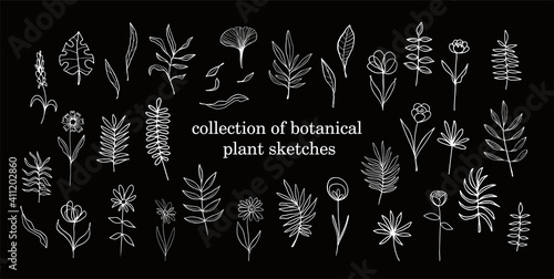 Set of doodle sketch plants on a dark background. Botanical drawings on chalk board isolated. Plants  branches and flowers hand drawn