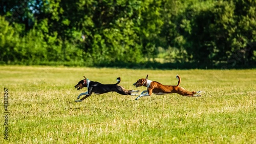 Two basenji dogs running in the field on lure coursing competition