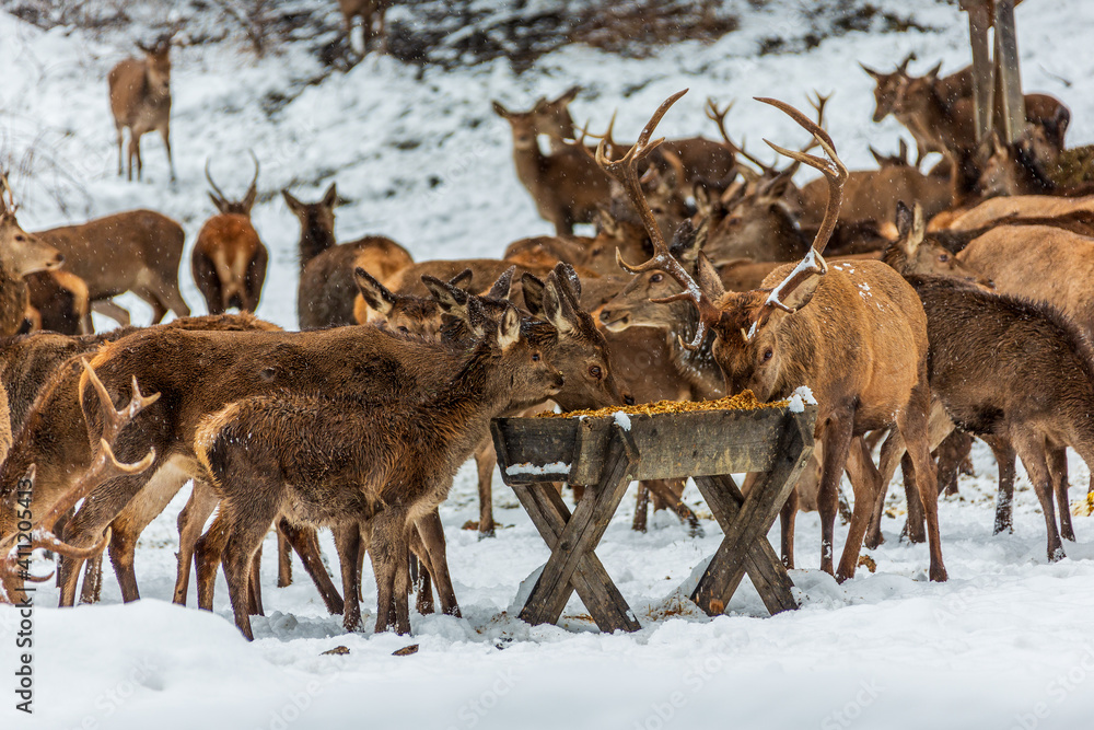 Deer at the feeding station, wild feeding in winter, Germany. Deer at the feeding station, wild feeding in winter, Germany.