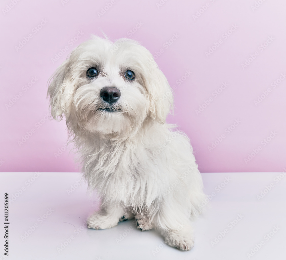 Adorable dog over isolated pink background. Adorable dog over isolated pink background.