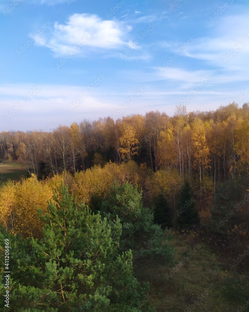 autumn in the forest