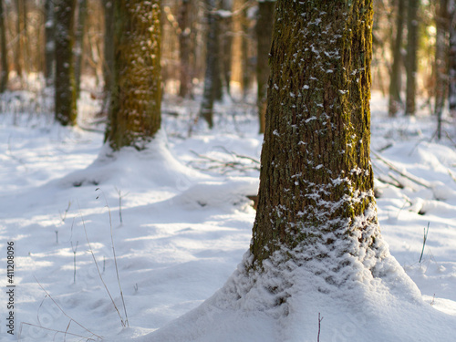 Fototapeta Naklejka Na Ścianę i Meble -  zima