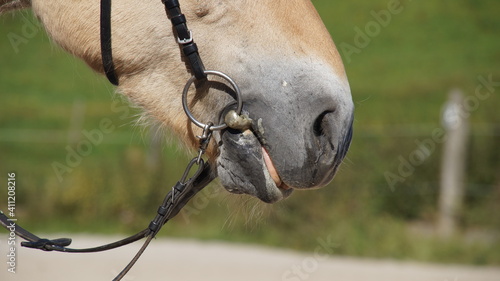 closeup of horse mouth with bridle and reins, relaxed