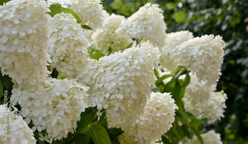 Luxurious huge white and cream-colored  hydrangea paniculata Limelight in the garden close-up. photo