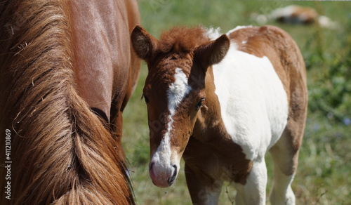 Portrait of skewbald icelandic horse foal next to mother on meadow