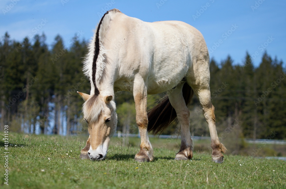 Fototapeta premium Norwegian fjord horse grazing on meadow, low angle view with blue sky in background