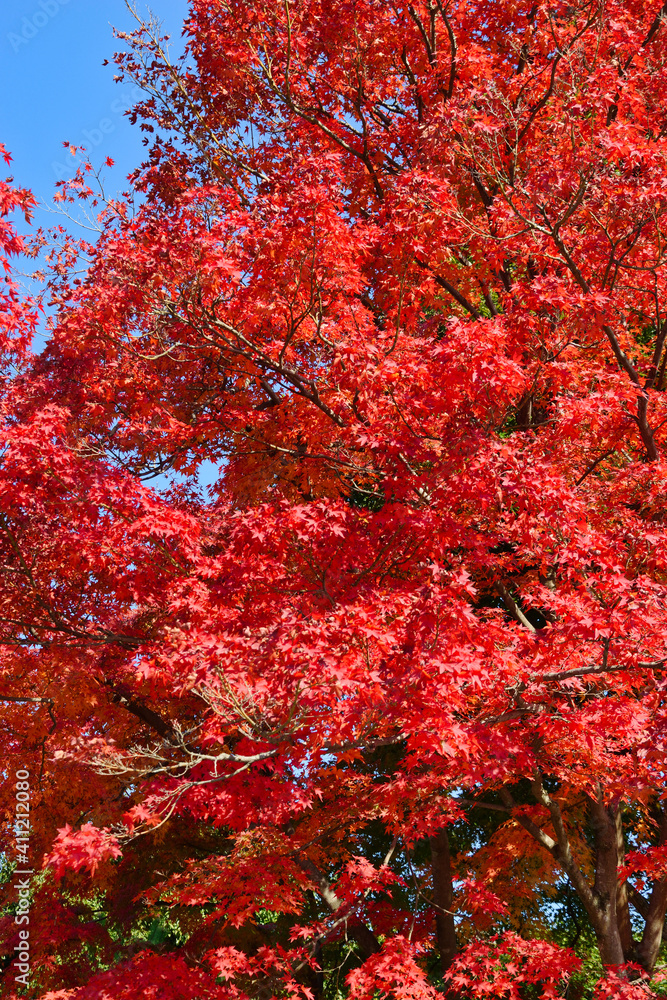 京都　天龍寺の美しい紅葉と赤いモミジ（京都府京都市）Beautiful autumn leaves and red maple trees at Tenryuji Temple, Kyoto (Kyoto City, Kyoto Prefecture, Japan)