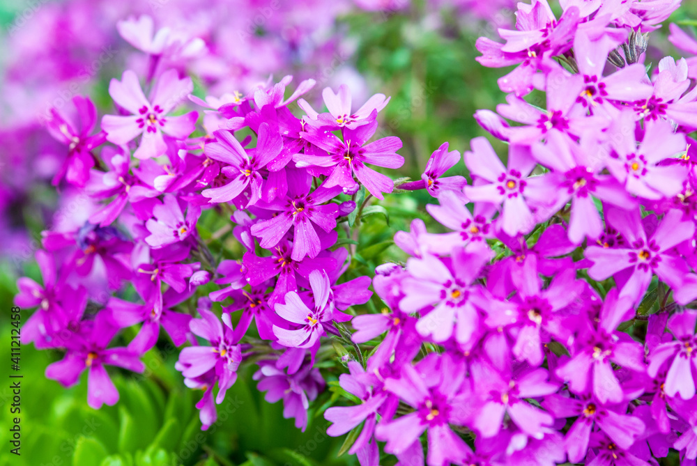 Close-up of pink Moss phlox flowers (Ground pink, Moss pink) Close-up of pink Moss phlox flowers (Ground pink, Moss pink)