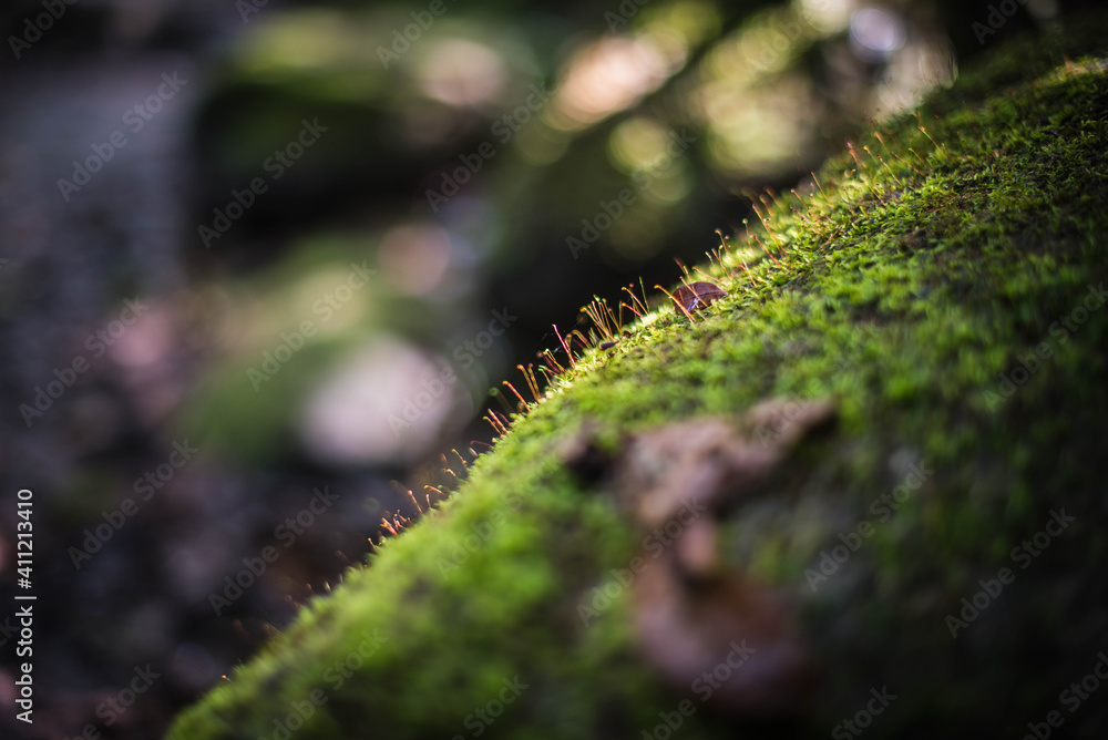 Water and moss grow in the rocks in the rainforest.
Water and moss grow in the rocks in the rainforest.