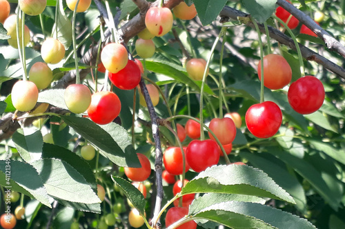 Organic cherries in the branches of the cherry tree. Cherry and sour cherry are grown especially in spring and summer.