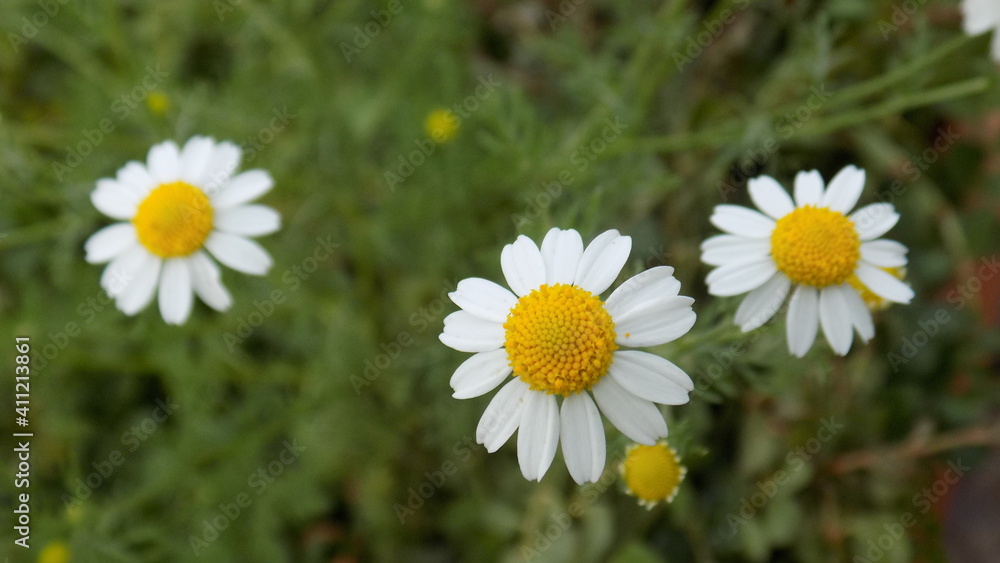 Fototapeta premium Tree Beautiful Daisies