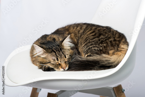 The cat sleeps on a chair on a light background close up © Ivan
