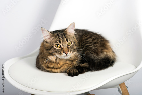 The cat lies on a chair on a light background close-up