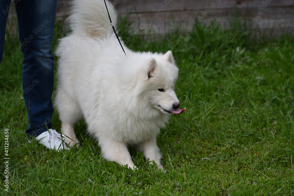 Samoyed dog (Samoyed, Samoyed husky, Samoyed Spitz, sammi) Samoyed dog (Samoyed, Samoyed husky, Samoyed Spitz, sammi)