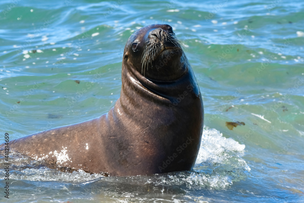 Fototapeta premium Female Sea Lion, Peninsula Valdes, Patagonia, Argentina