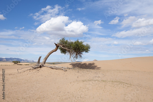 Fototapeta Naklejka Na Ścianę i Meble -  tree on the beach