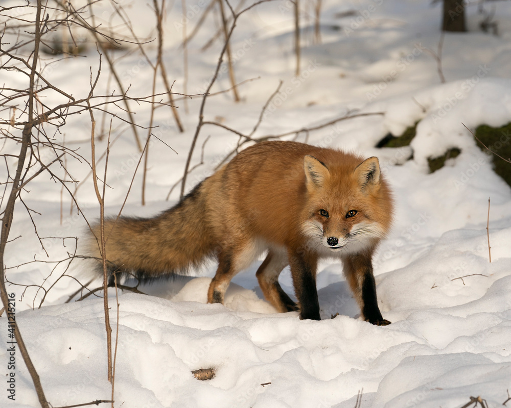 Red Fox Stock Photo. Close-up profile in the winter season in its environment and habitat with blur snow background displaying bushy fox tail, fur. Fox Image. Picture. Portrait Red Fox Stock Photo. Close-up profile in the winter season in its environment and habitat with blur snow background displaying bushy fox tail, fur. Fox Image. Picture. Portrait