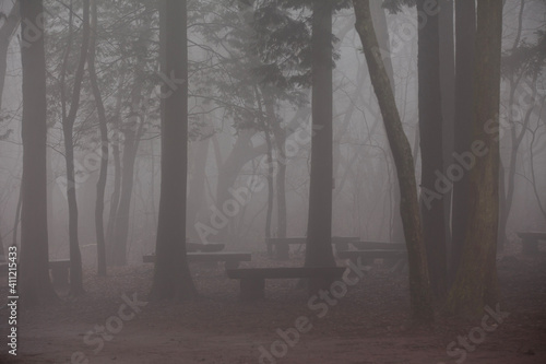 misty morning in a forest