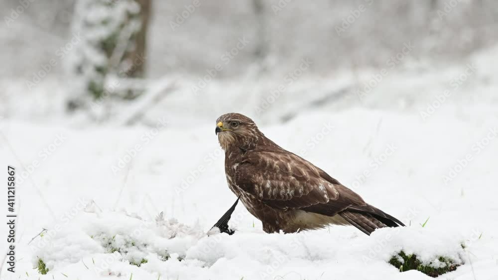 Common buzzard sits on the forest meadow with snow and pluck the feathers from a woodpigeon, birds of prey, winter, (buteo buteo), germany