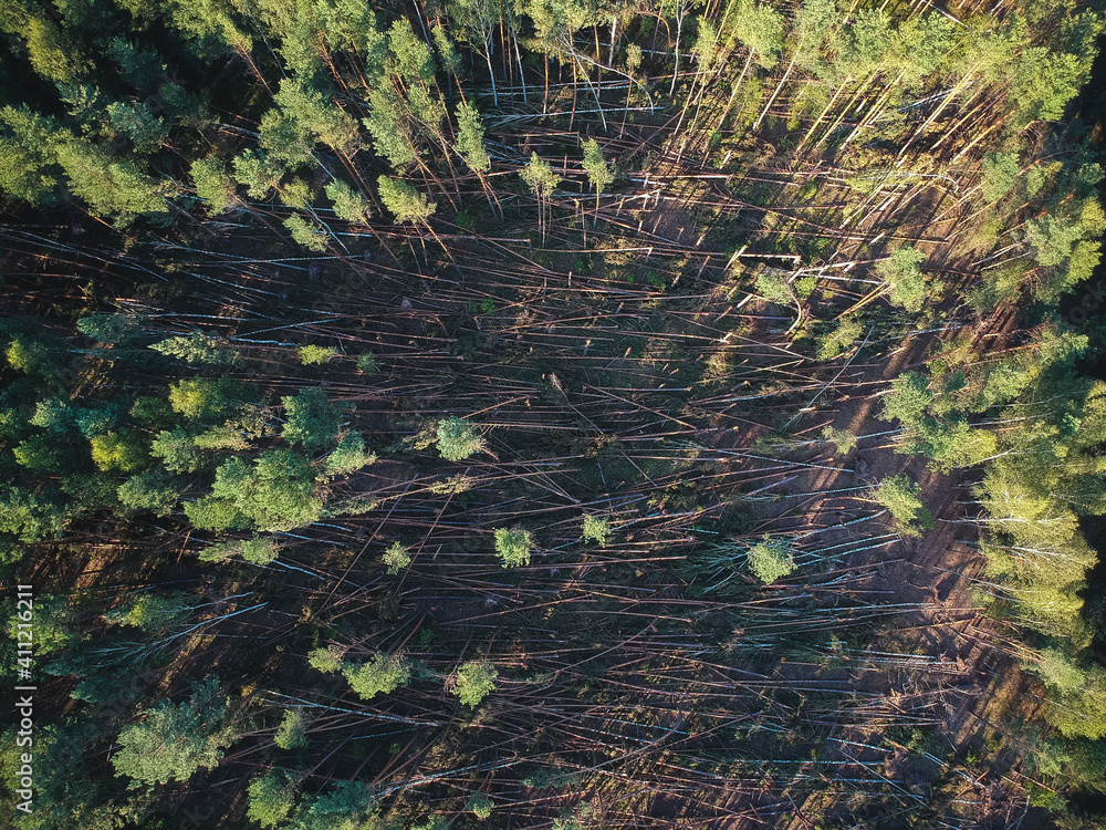 A view from a height of a fallen forest after a hurricane in Russia