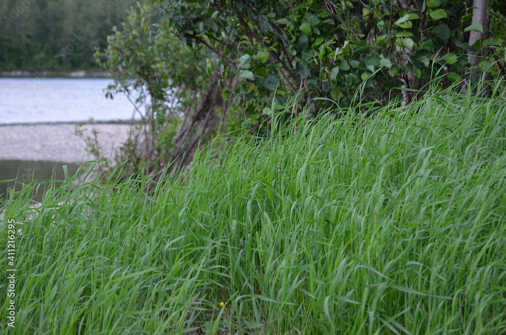 grass on the river grass on the river