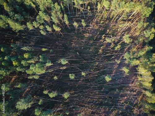 Obraz na płótnie A view from a height of a fallen forest after a hurricane in Russia w salonie