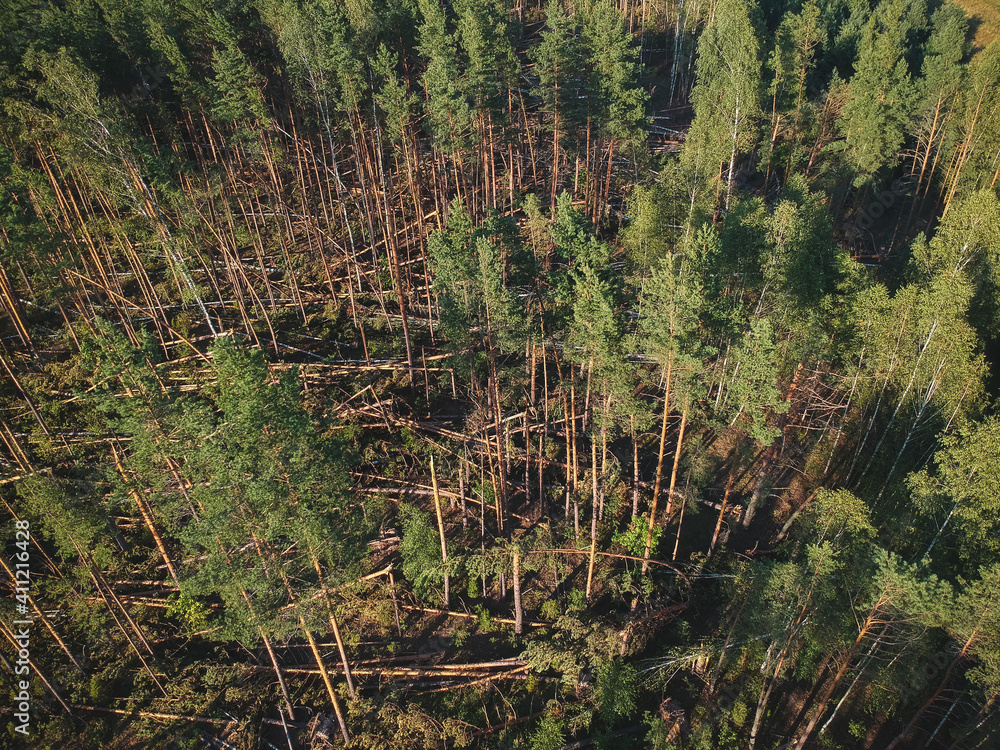 A view from a height of a fallen forest after a hurricane in Russia