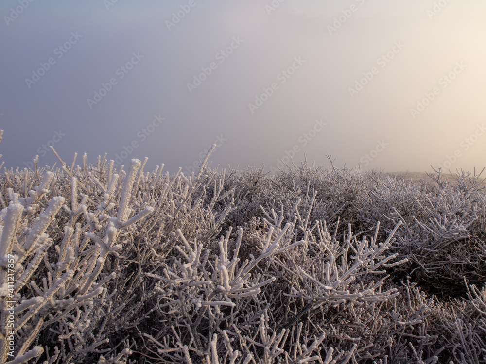Fototapeta premium 冬の九重連山中岳の朝焼けの中輝く霧氷