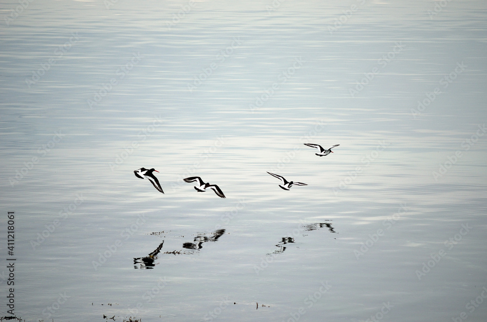 Flock of oystercatcher`s flying away over silent fjord water in summer