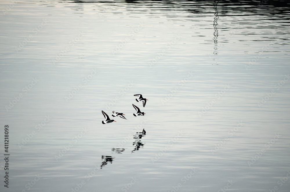 Flock of oystercatcher`s flying away over silent fjord water in summer Flock of oystercatcher`s flying away over silent fjord water in summer