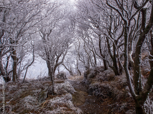 冬の九重連山大船山へと続く樹氷のトンネル © mame