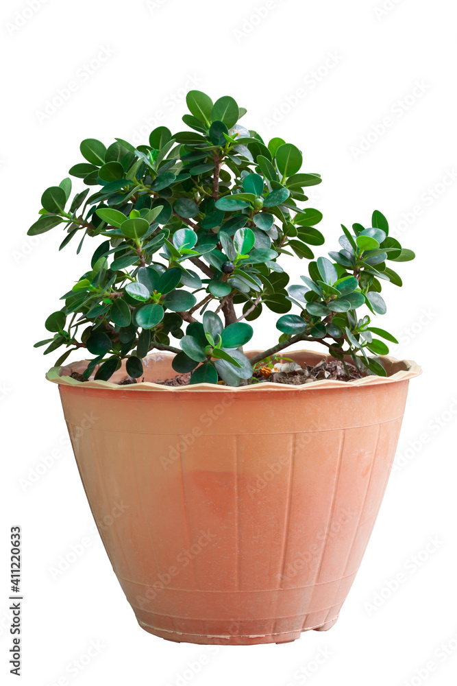 Ficus microcarpa in brown plastic pot have dust on the leaves isolated on white background included clipping path. Ficus microcarpa in brown plastic pot have dust on the leaves isolated on white background included clipping path.
