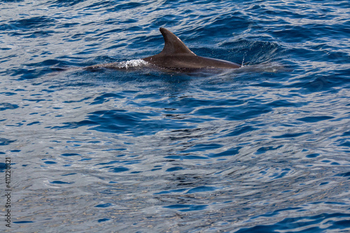 Dolphins in Tenerife  Canary Islands  Spain. Travel destination and principal attraction