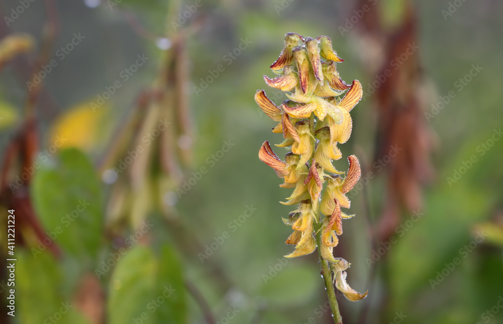 Obraz premium Dew drops on wild flower 
