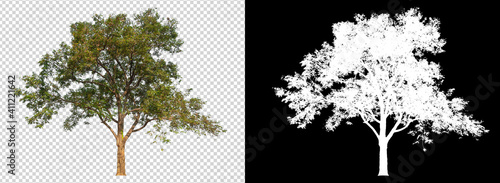 tree on transparent background image with clipping path photo