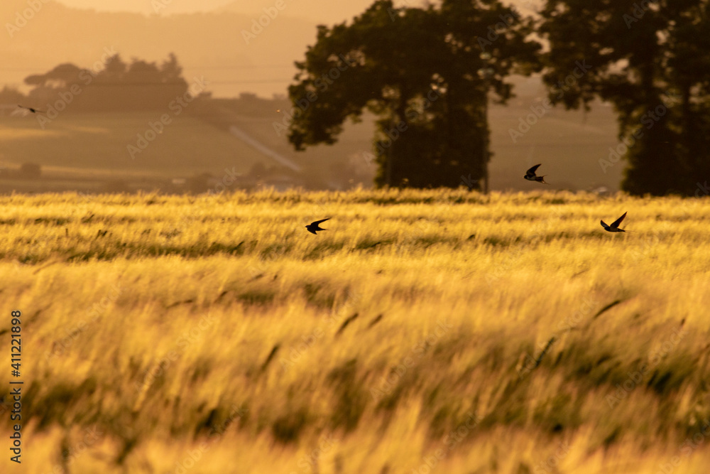 swallows fly over a wheat field in spring swallows fly over a wheat field in spring